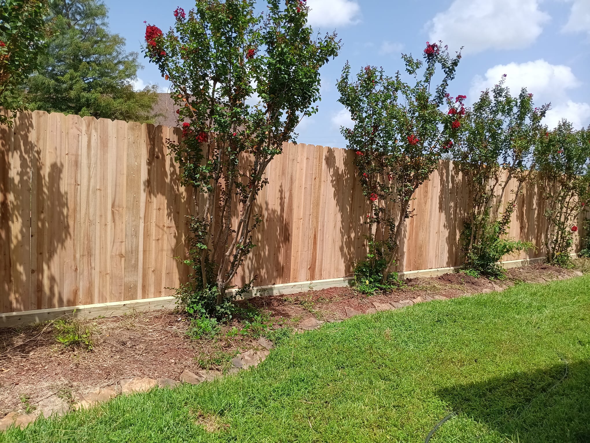 New wooden privacy fence with young trees bearing red flowers planted along its base next to a green lawn under a partly cloudy sky.