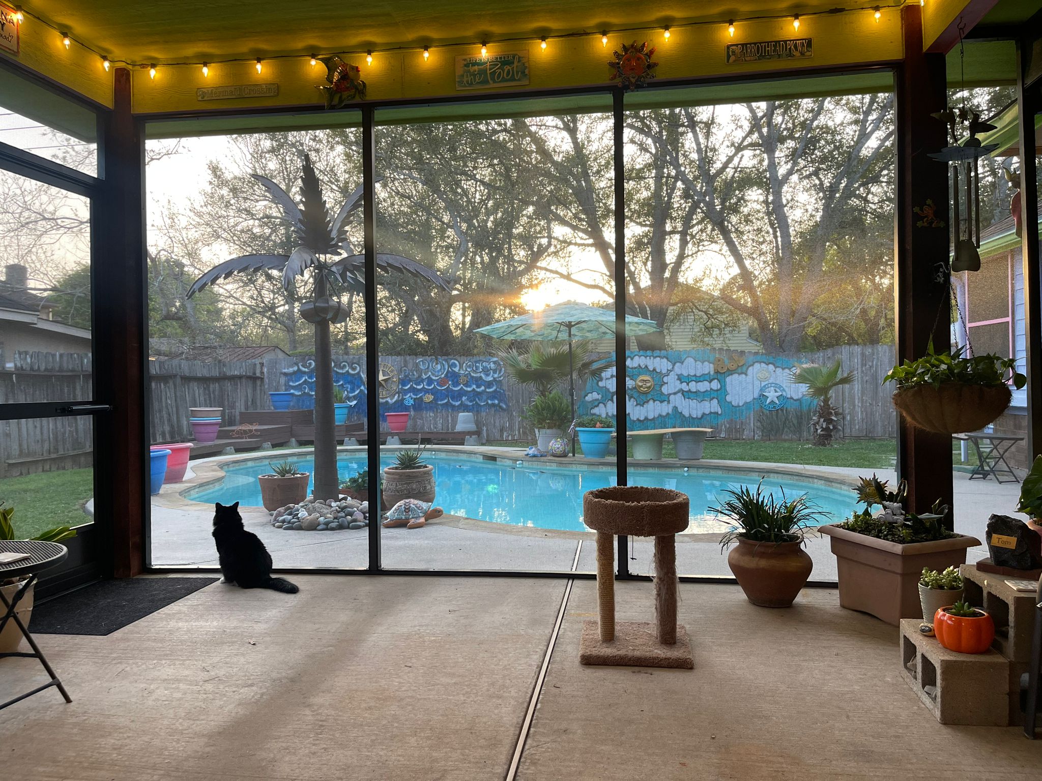 Black cat sitting on a patio floor looking out at a backyard pool with a metal palm tree sculpture, potted plants, and colorful wall decorations at sunset.